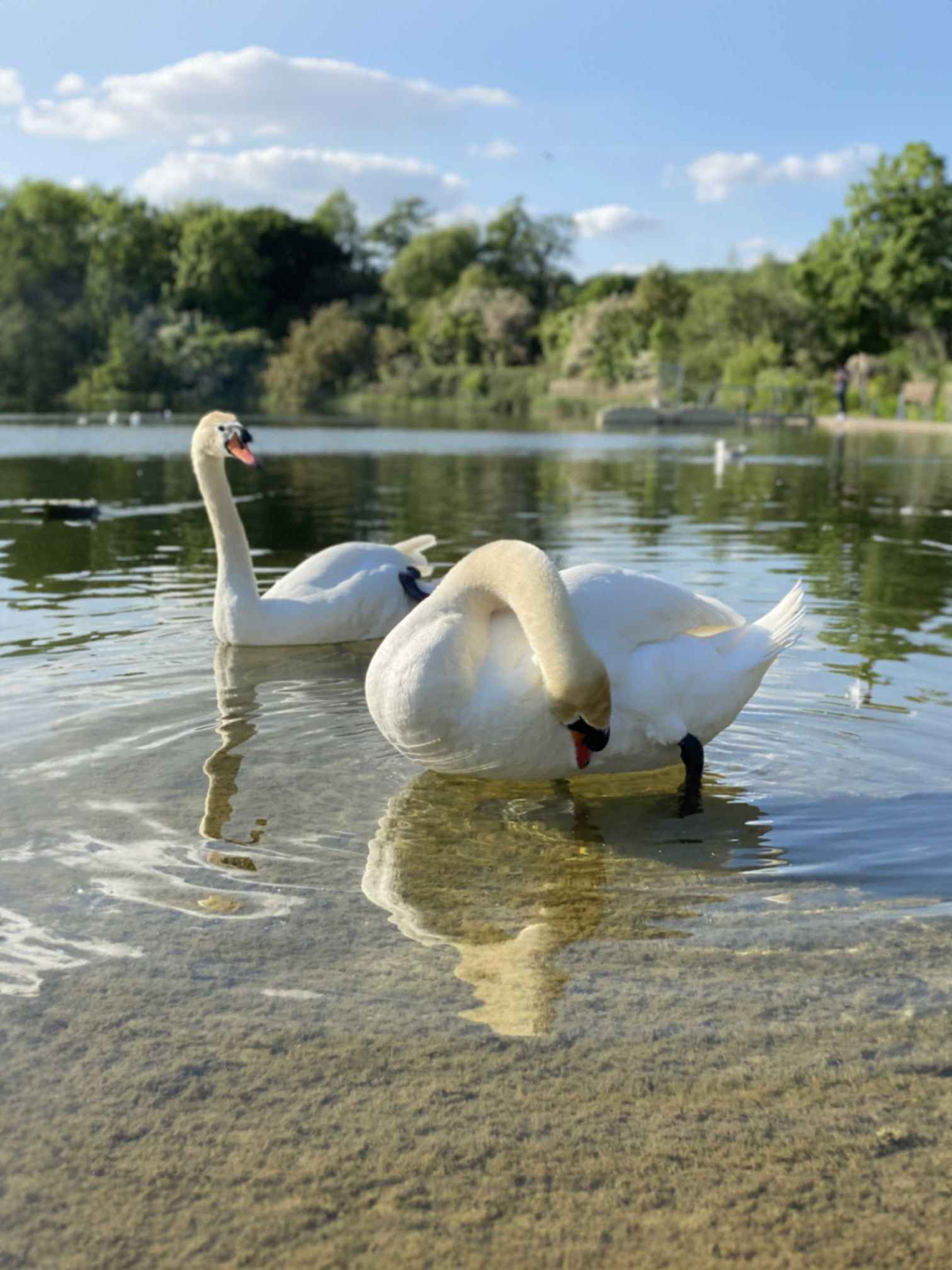 Cosmeston Lakes Swans Photo